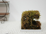 苔オブジェ